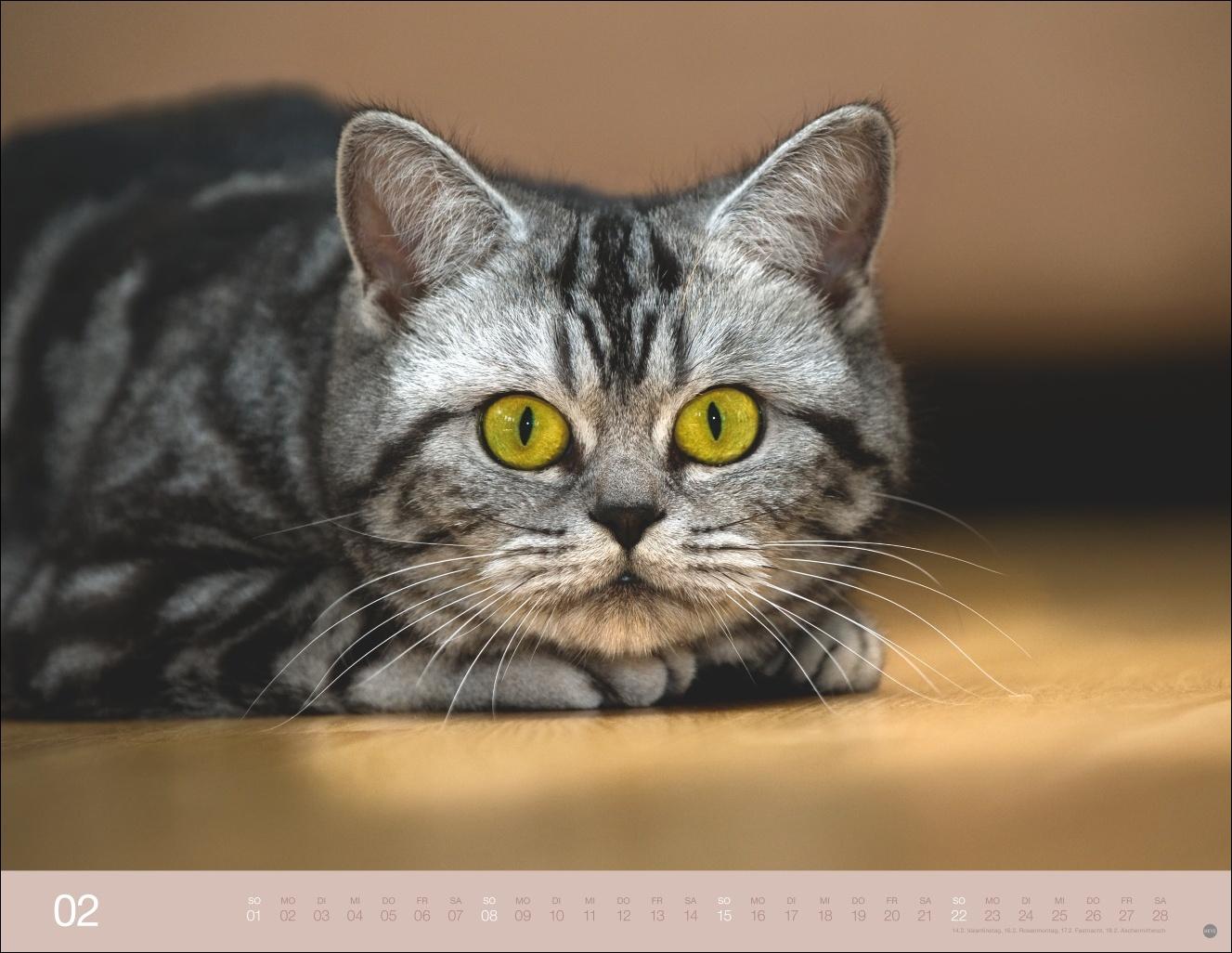 Beispielinhalt (Bild) Monika Wegler: Katzenkalender 2026
