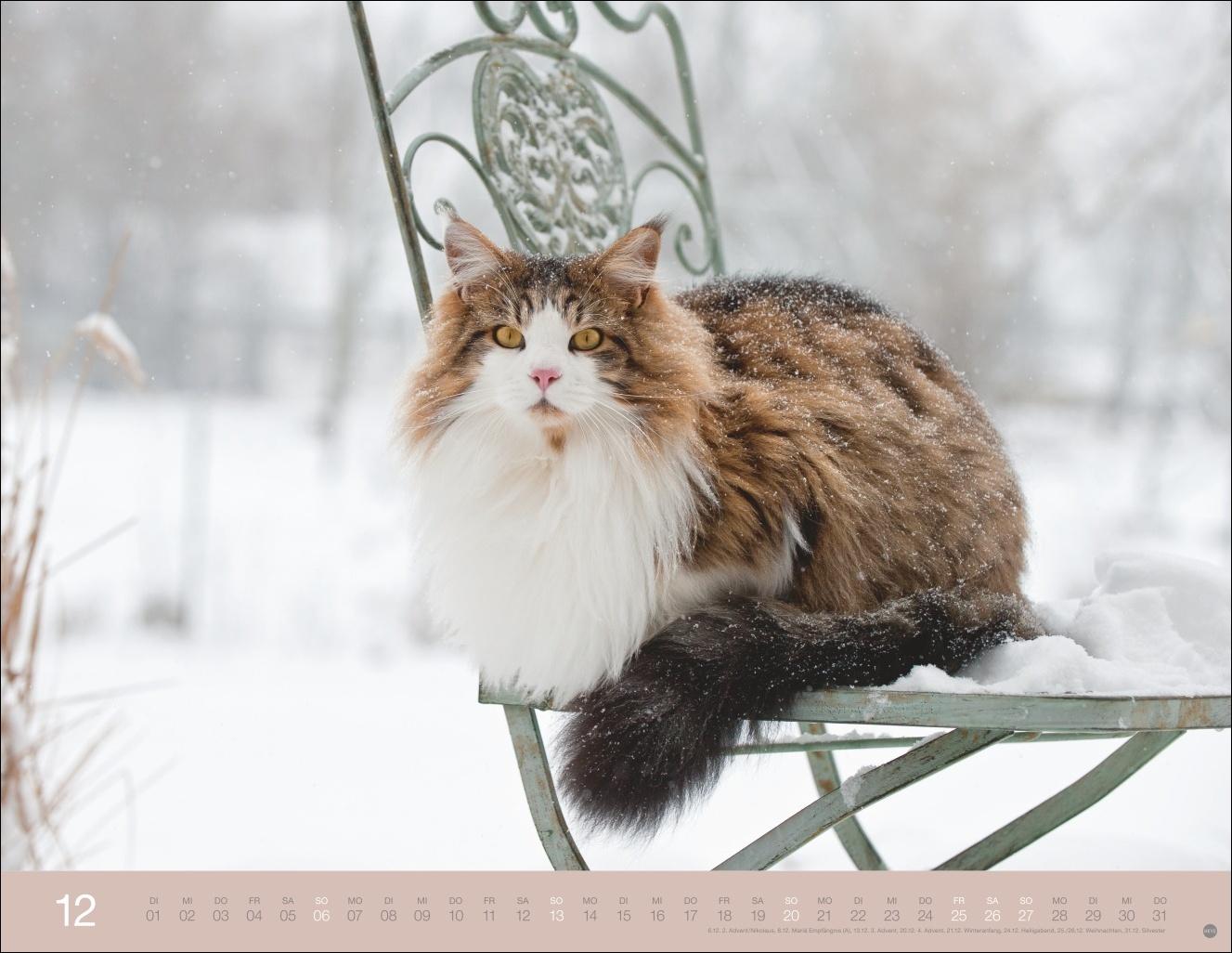 Beispielinhalt (Bild) Monika Wegler: Katzenkalender 2026