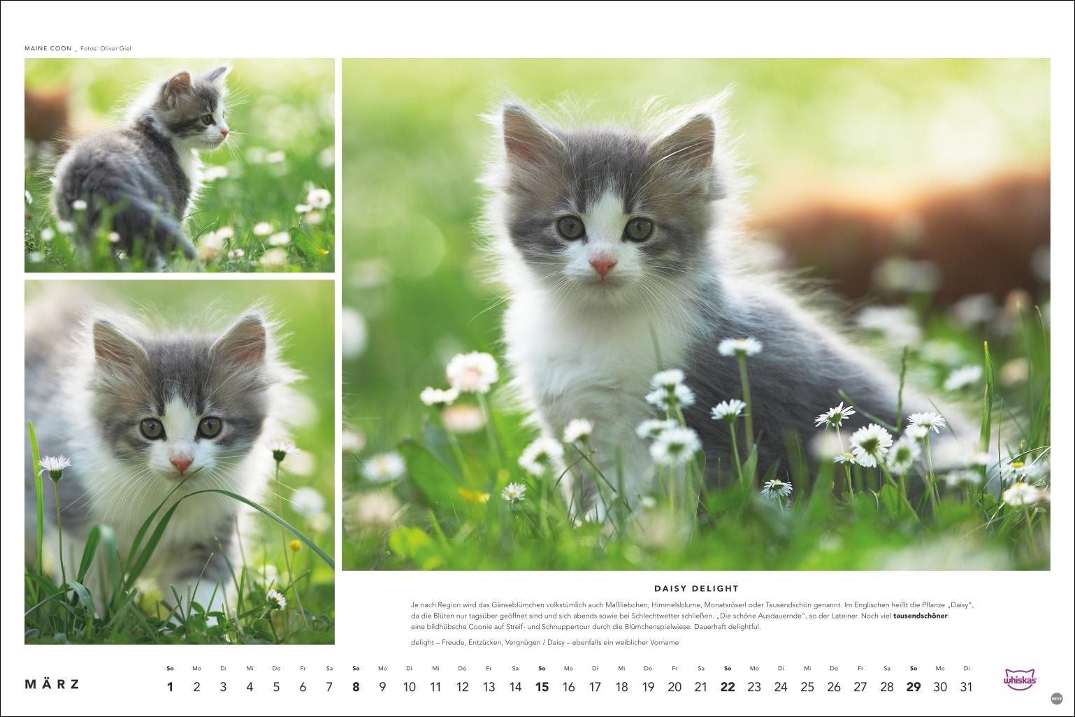 Beispielinhalt (Bild) Whiskas Katzenkalender 2026