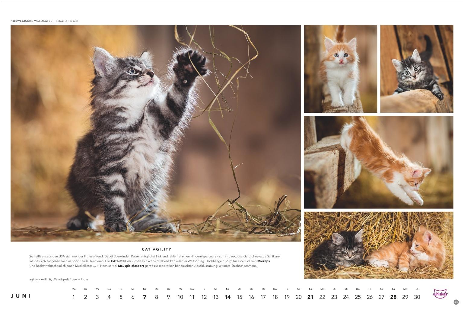 Beispielinhalt (Bild) Whiskas Katzenkalender 2026