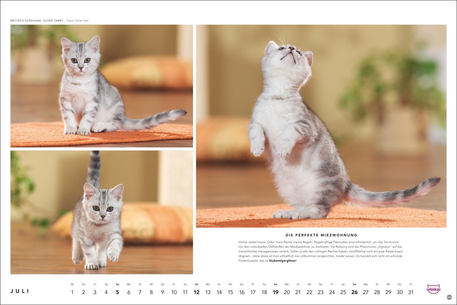 Beispielinhalt (Bild) Whiskas Katzenkalender 2026