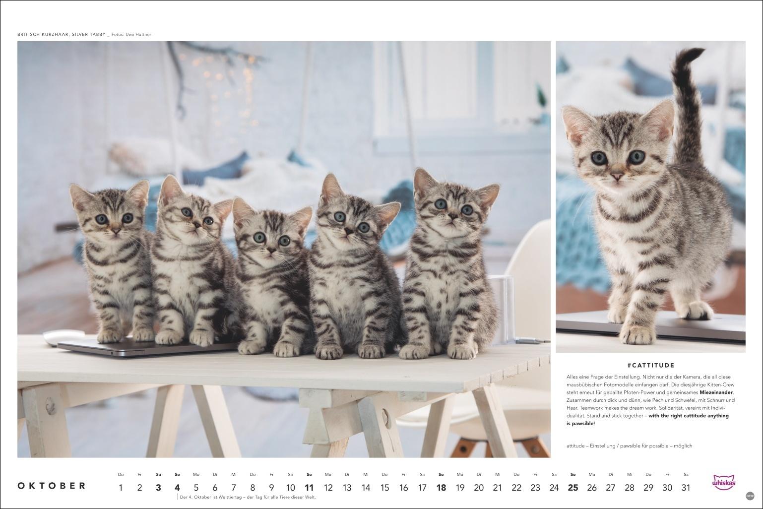 Beispielinhalt (Bild) Whiskas Katzenkalender 2026