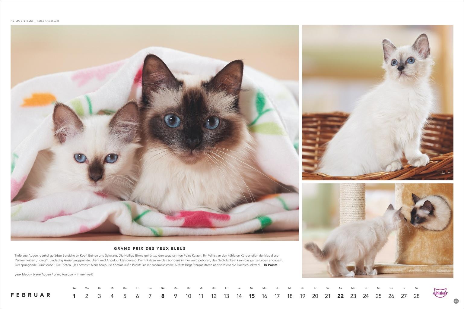Beispielinhalt (Bild) Whiskas Katzenkalender 2026