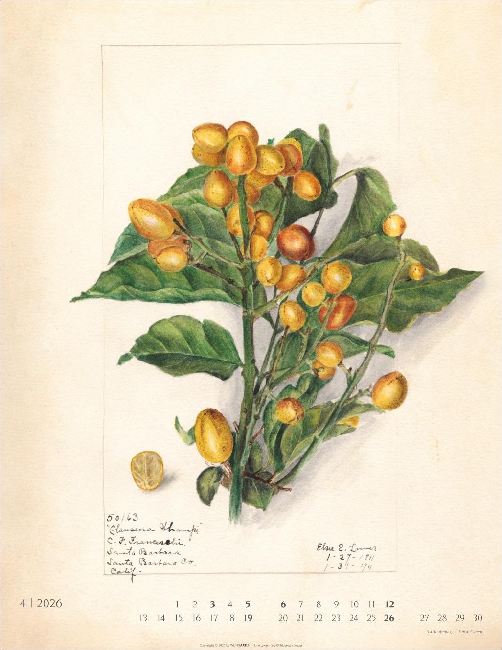 Beispielinhalt (Bild) Alte Sorten Kalender 2026