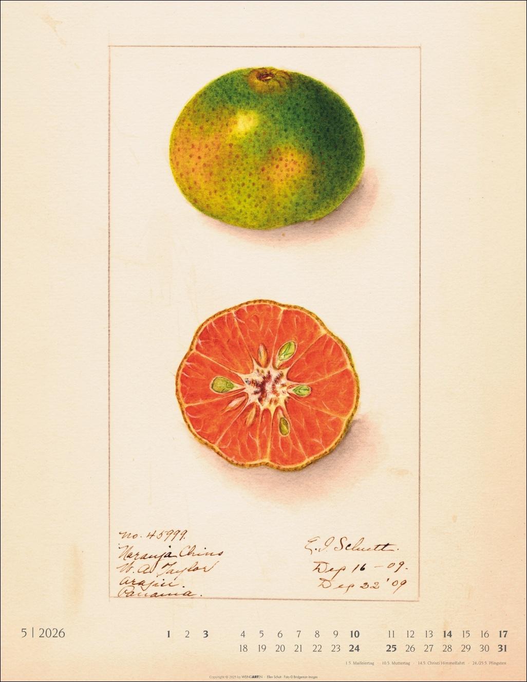 Beispielinhalt (Bild) Alte Sorten Kalender 2026