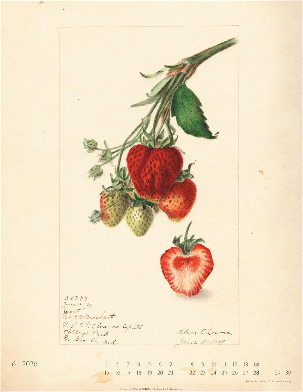 Beispielinhalt (Bild) Alte Sorten Kalender 2026