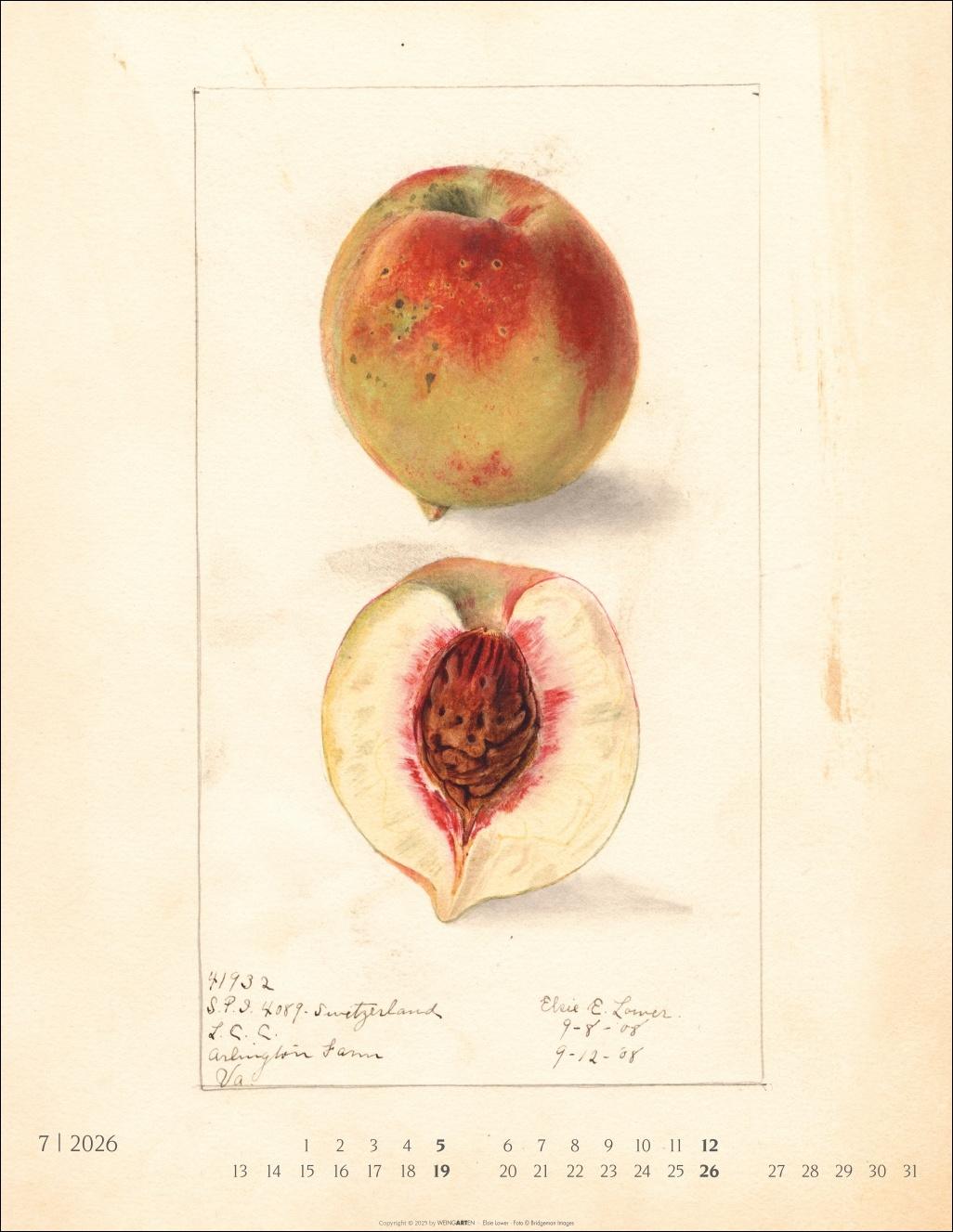 Beispielinhalt (Bild) Alte Sorten Kalender 2026