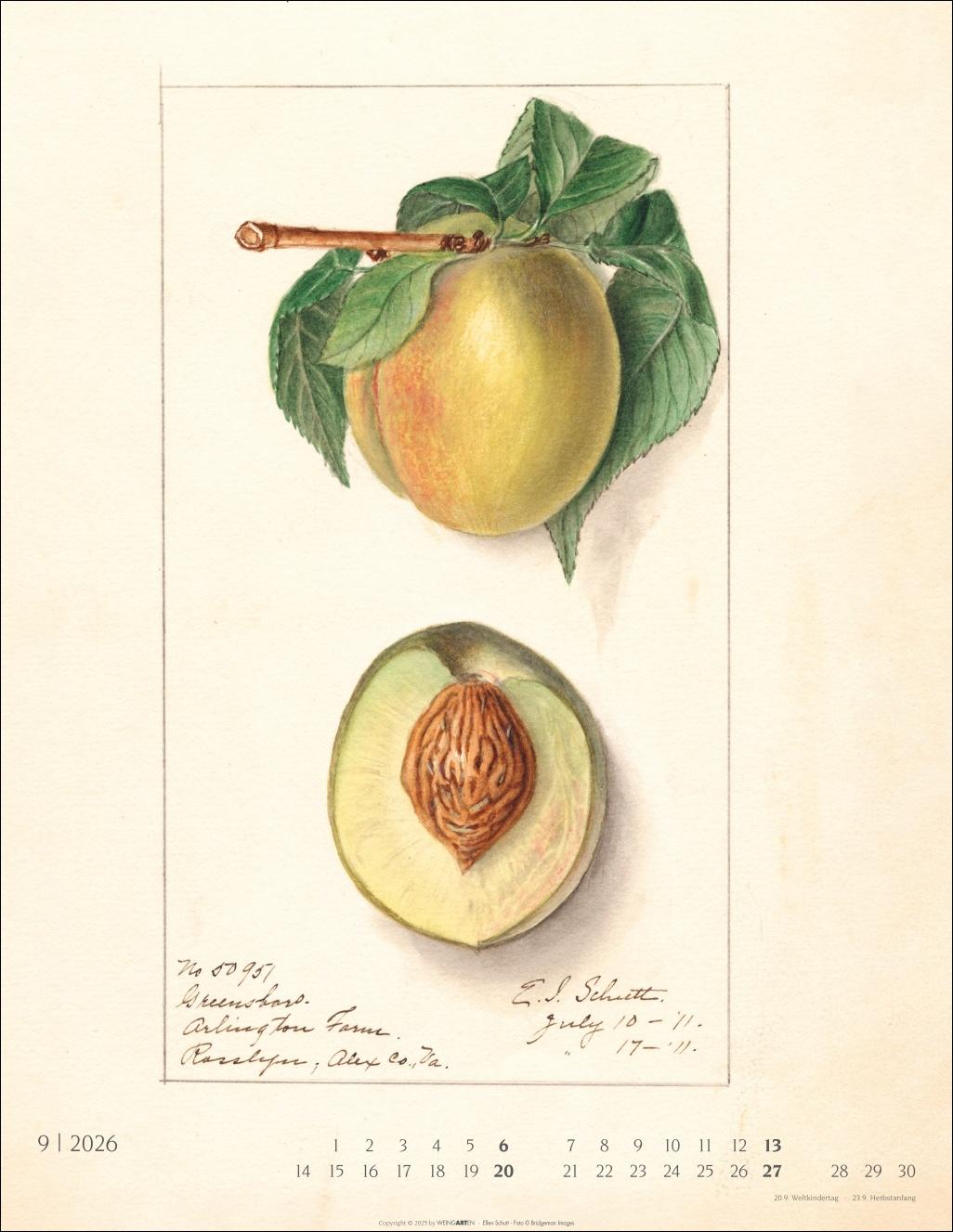 Beispielinhalt (Bild) Alte Sorten Kalender 2026