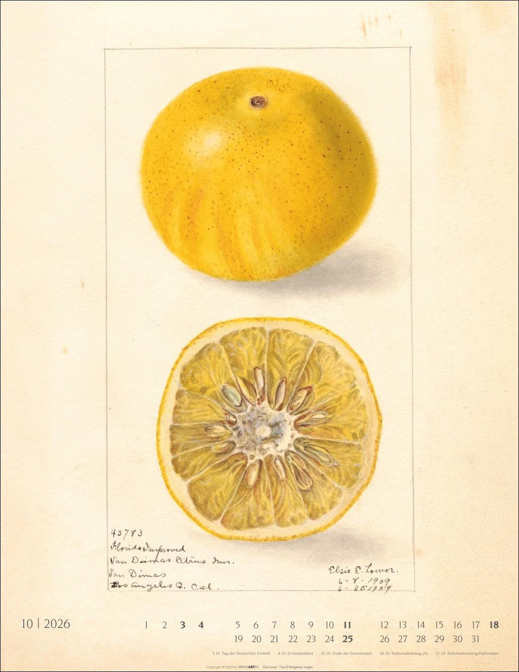 Beispielinhalt (Bild) Alte Sorten Kalender 2026