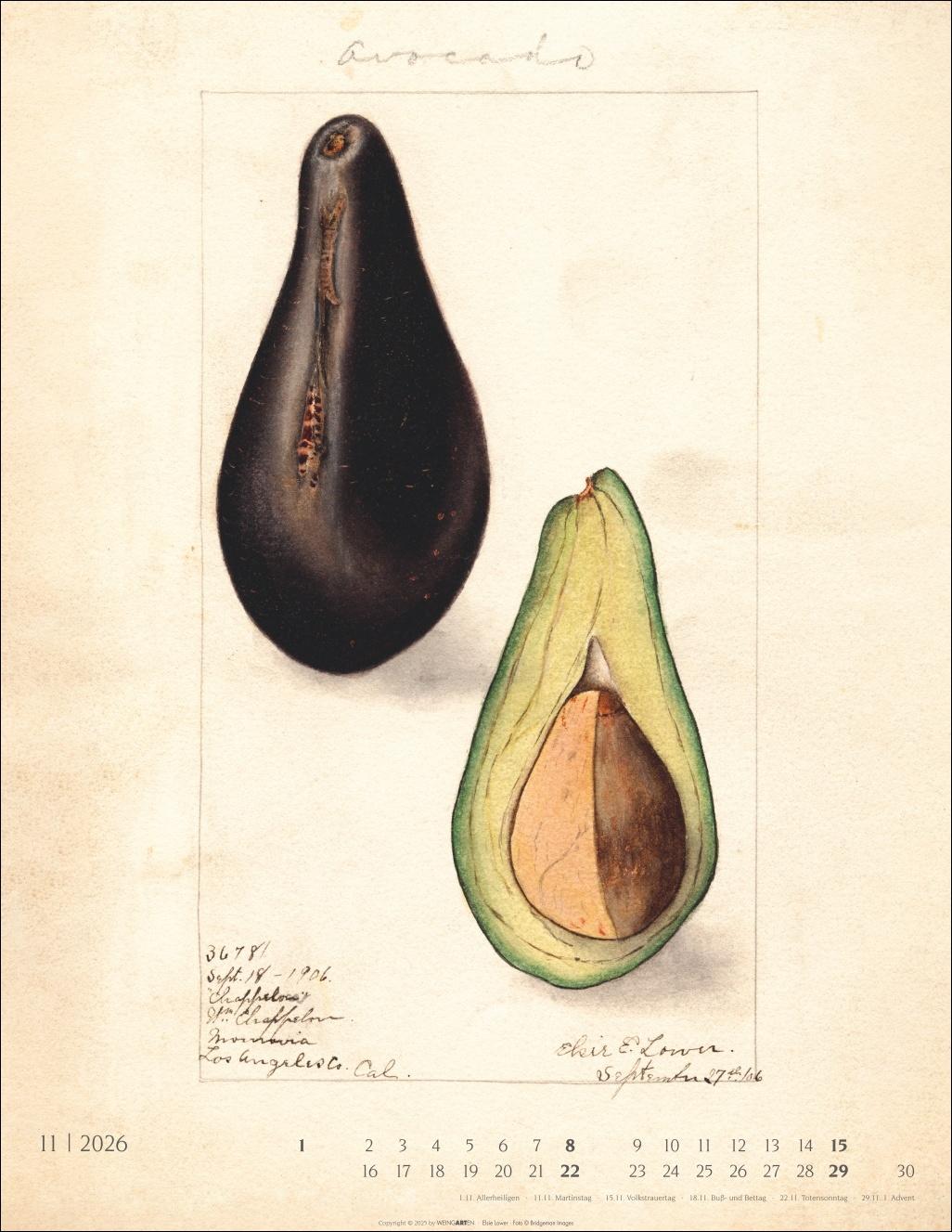 Beispielinhalt (Bild) Alte Sorten Kalender 2026