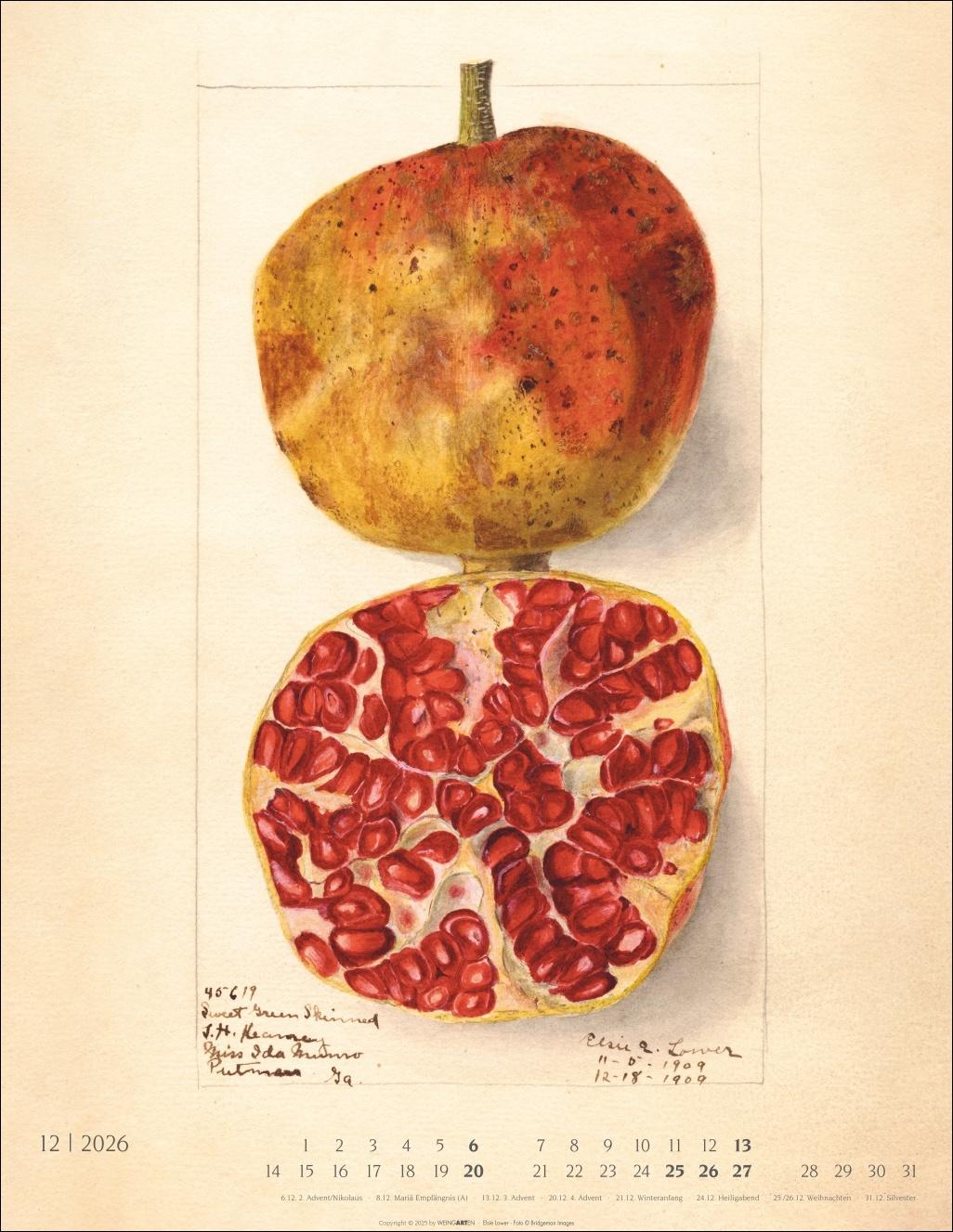 Beispielinhalt (Bild) Alte Sorten Kalender 2026