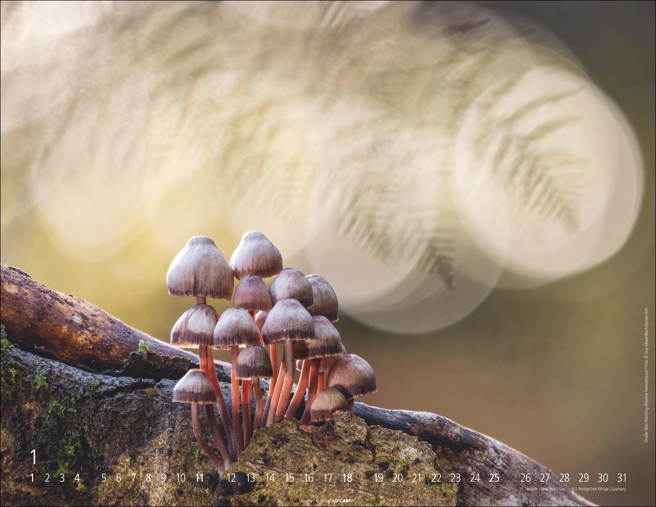 Beispielinhalt (Bild) Wunderwelt der Pilze Kalender 2026