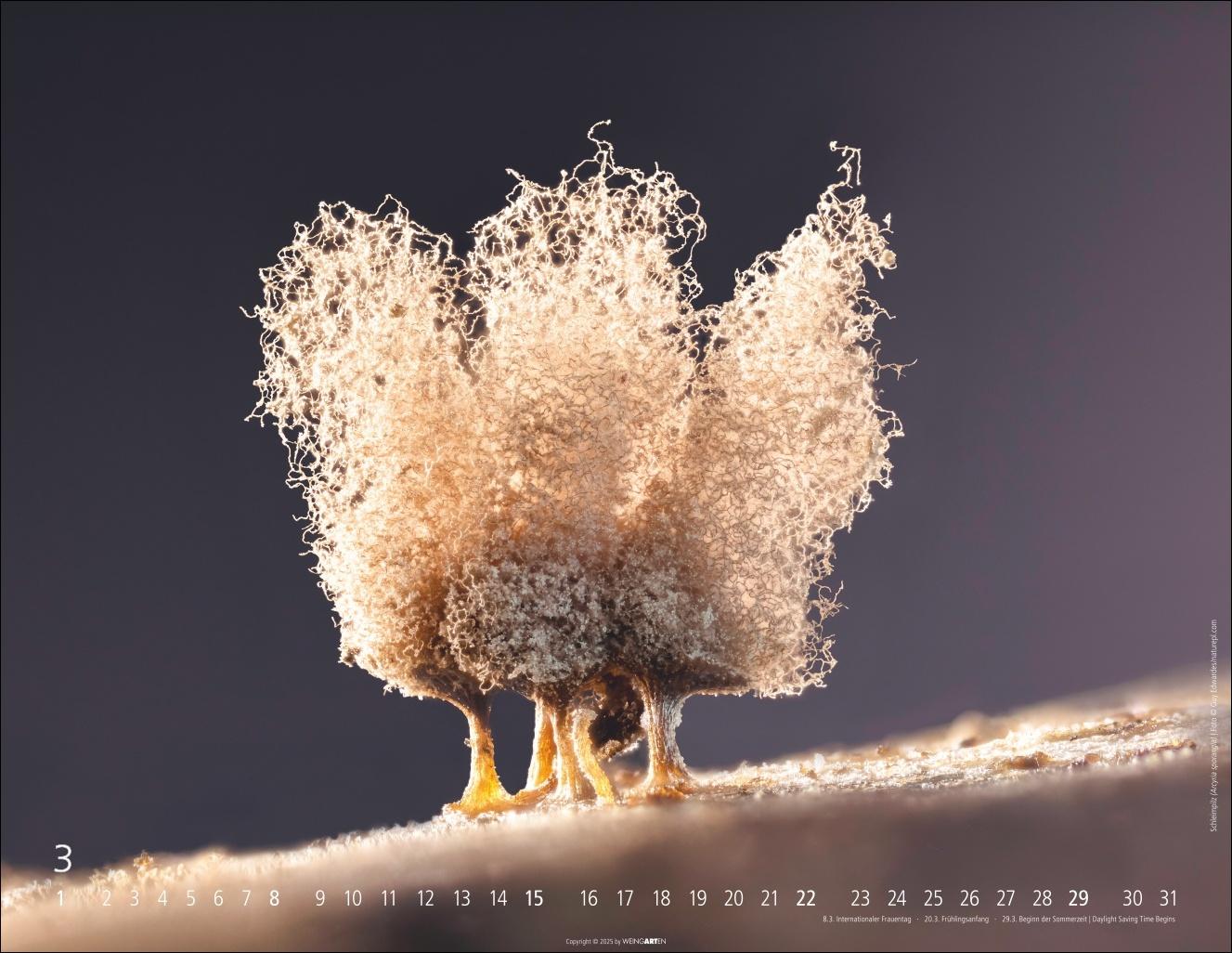 Beispielinhalt (Bild) Wunderwelt der Pilze Kalender 2026
