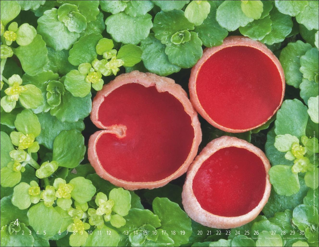 Beispielinhalt (Bild) Wunderwelt der Pilze Kalender 2026