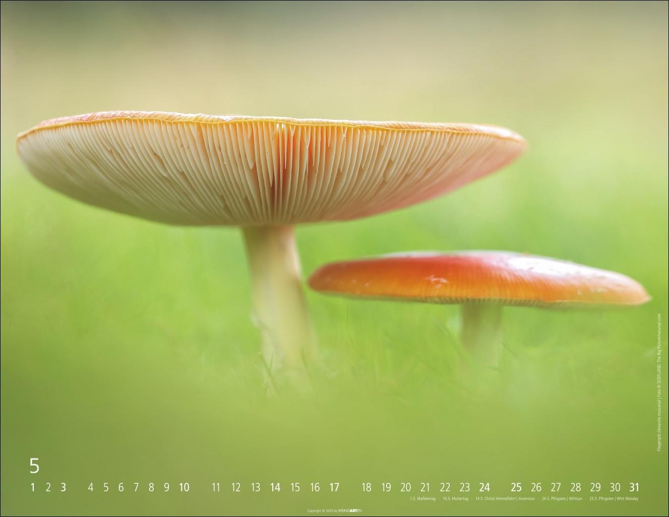 Beispielinhalt (Bild) Wunderwelt der Pilze Kalender 2026