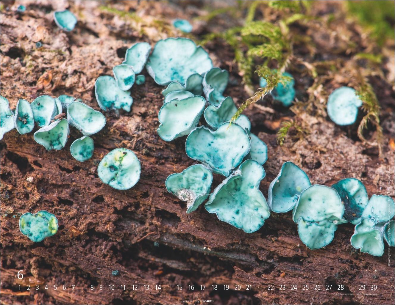 Beispielinhalt (Bild) Wunderwelt der Pilze Kalender 2026