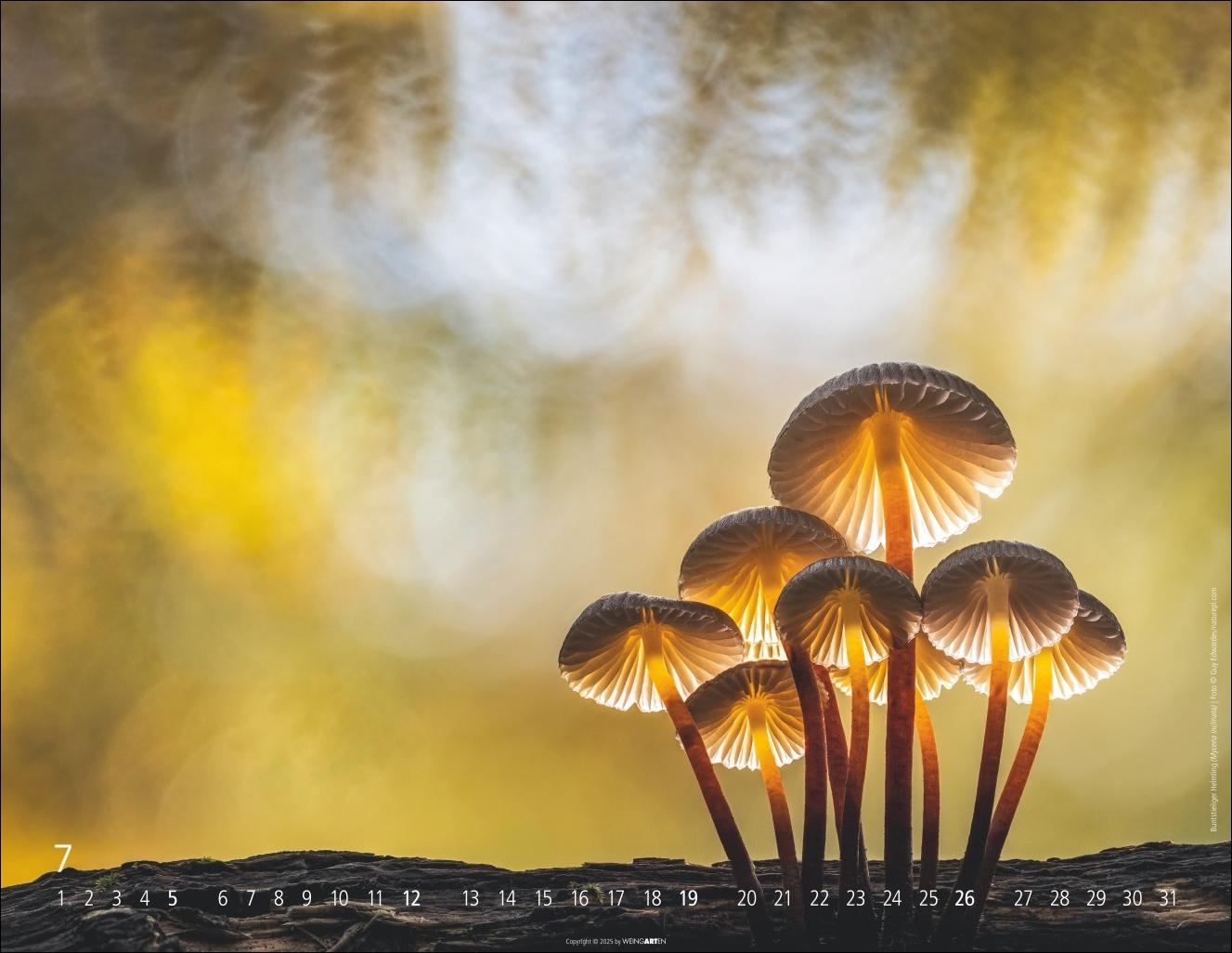 Beispielinhalt (Bild) Wunderwelt der Pilze Kalender 2026