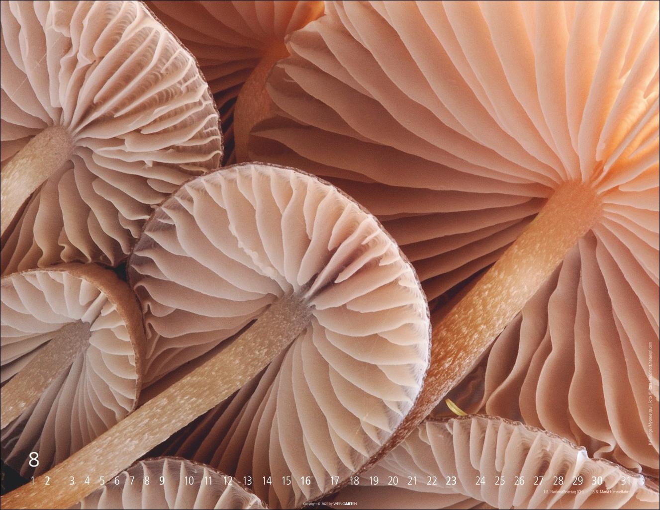 Beispielinhalt (Bild) Wunderwelt der Pilze Kalender 2026