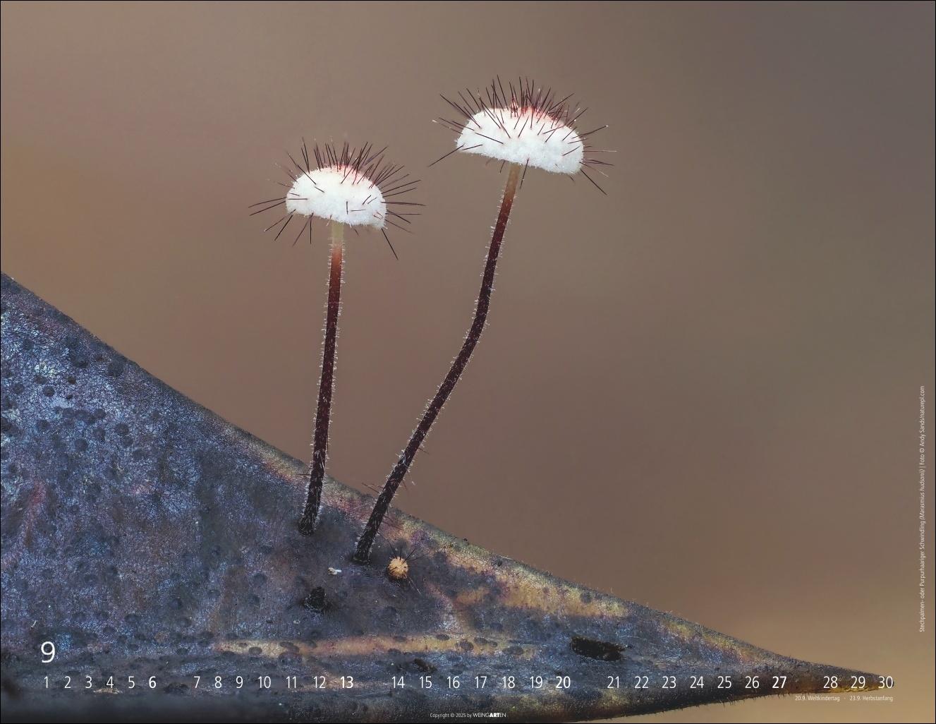 Beispielinhalt (Bild) Wunderwelt der Pilze Kalender 2026