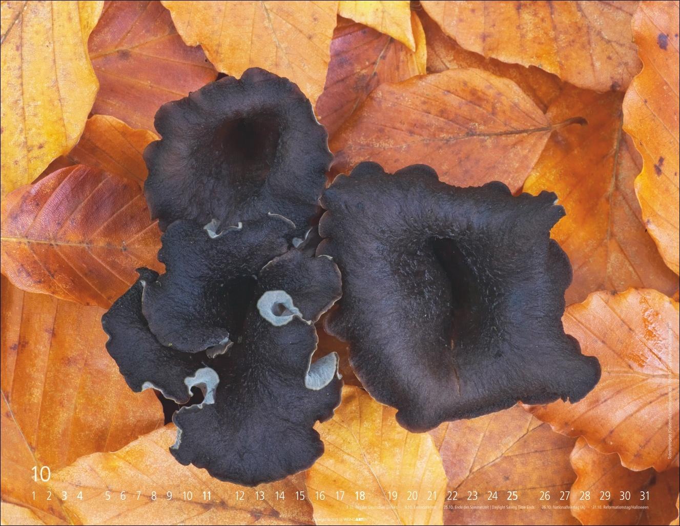 Beispielinhalt (Bild) Wunderwelt der Pilze Kalender 2026