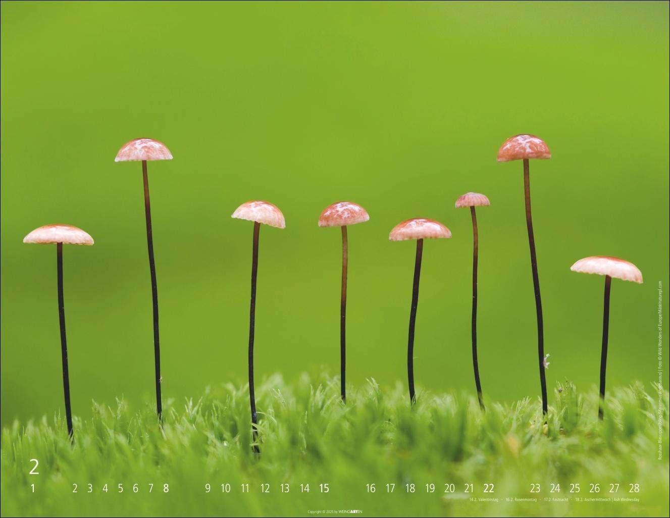 Beispielinhalt (Bild) Wunderwelt der Pilze Kalender 2026