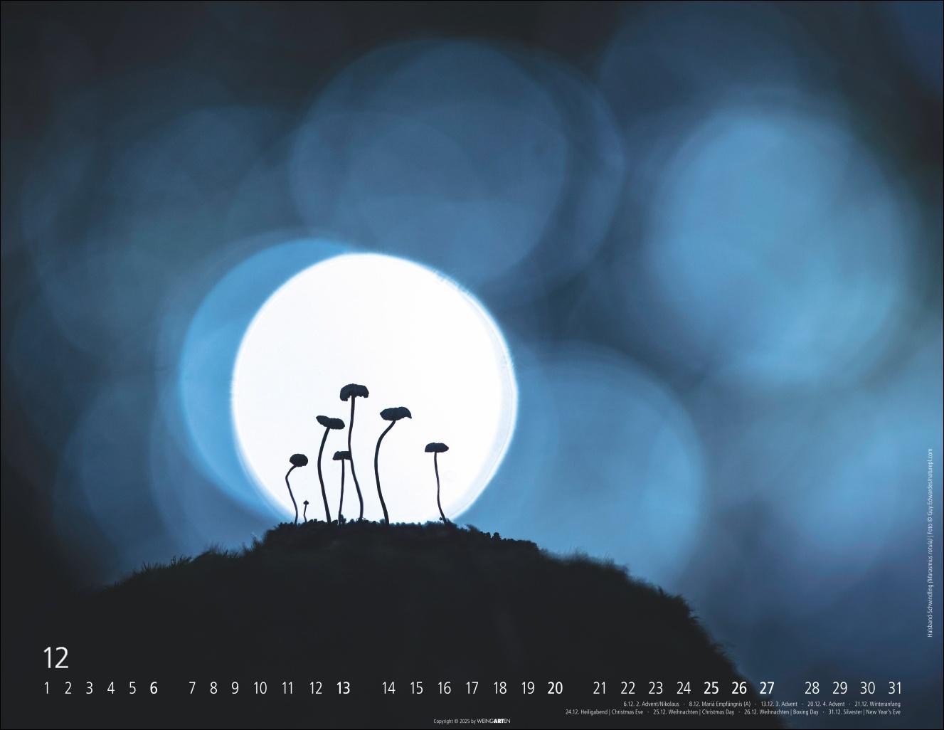 Beispielinhalt (Bild) Wunderwelt der Pilze Kalender 2026