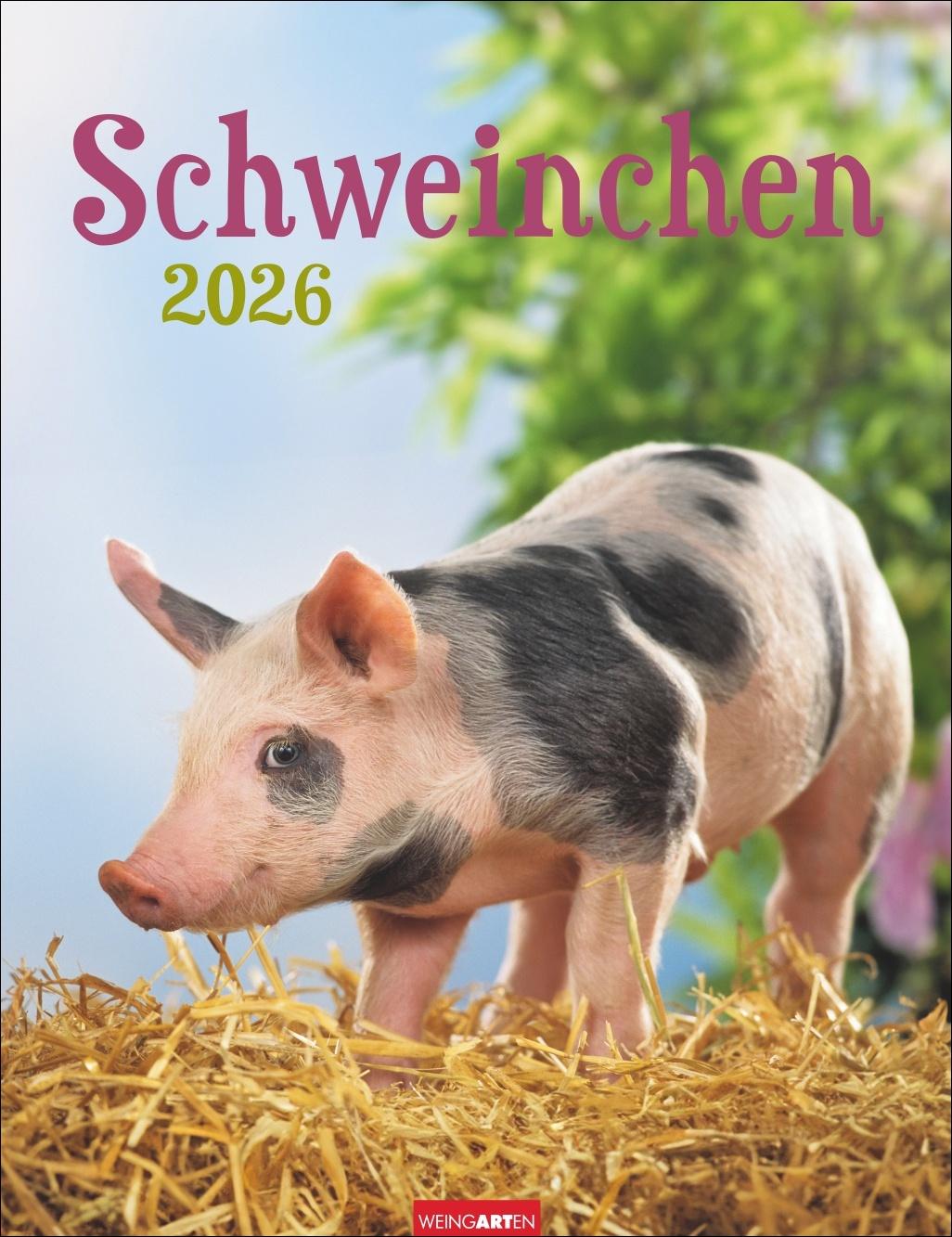 Vorderes Coverbild Schweinchen Kalender 2026