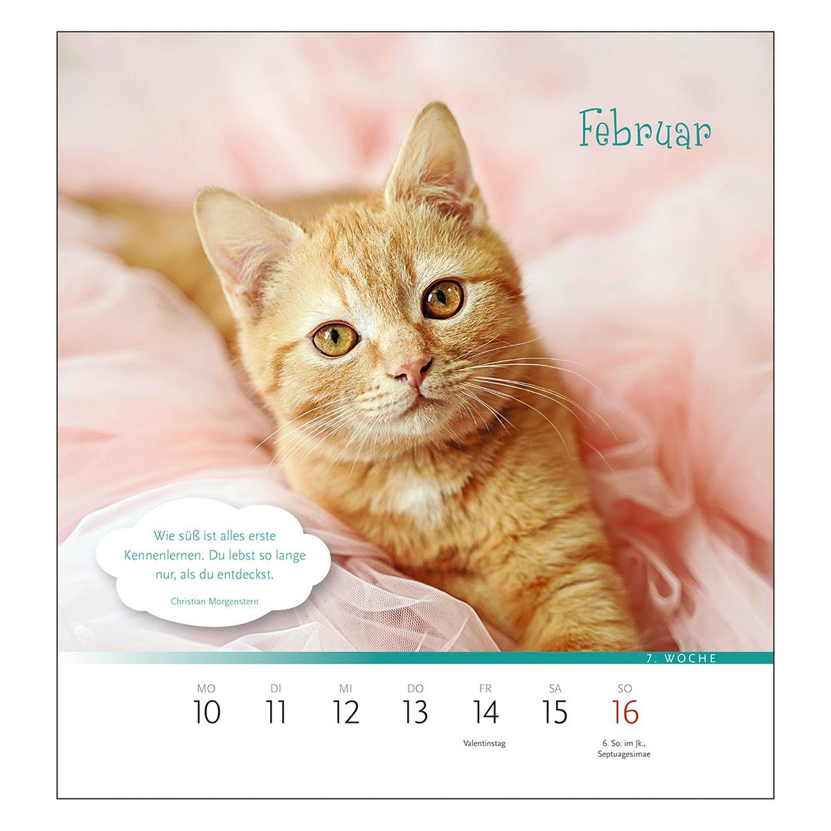 Beispielinhalt (Bild) Der himmlische Katzenkalender 2026