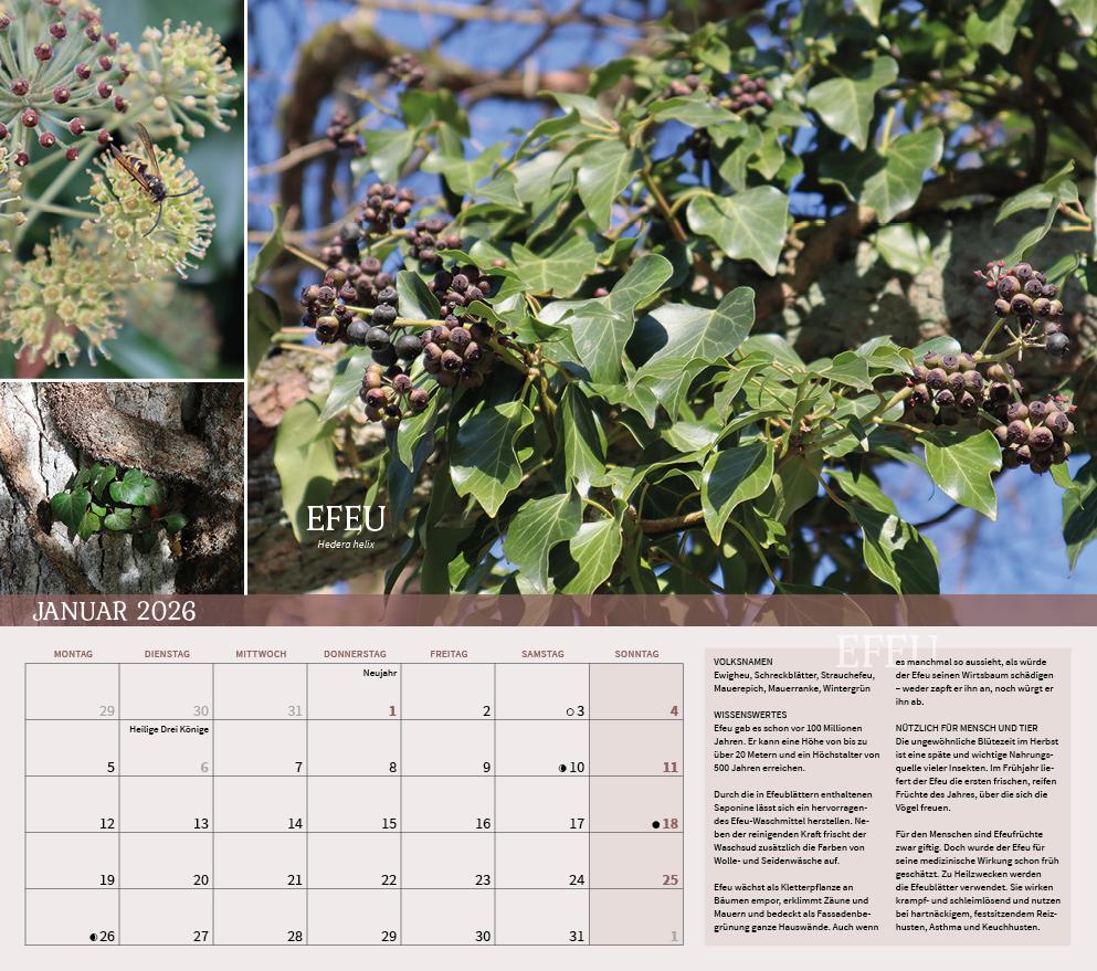 Beispielinhalt (Bild) Heilpflanzen rund um den Bodensee 2026