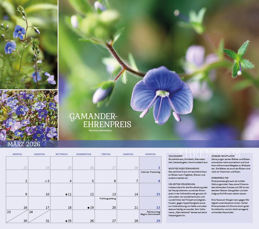 Beispielinhalt (Bild) Heilpflanzen rund um den Bodensee 2026