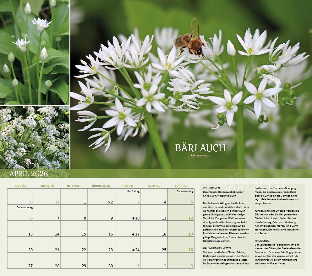 Beispielinhalt (Bild) Heilpflanzen rund um den Bodensee 2026