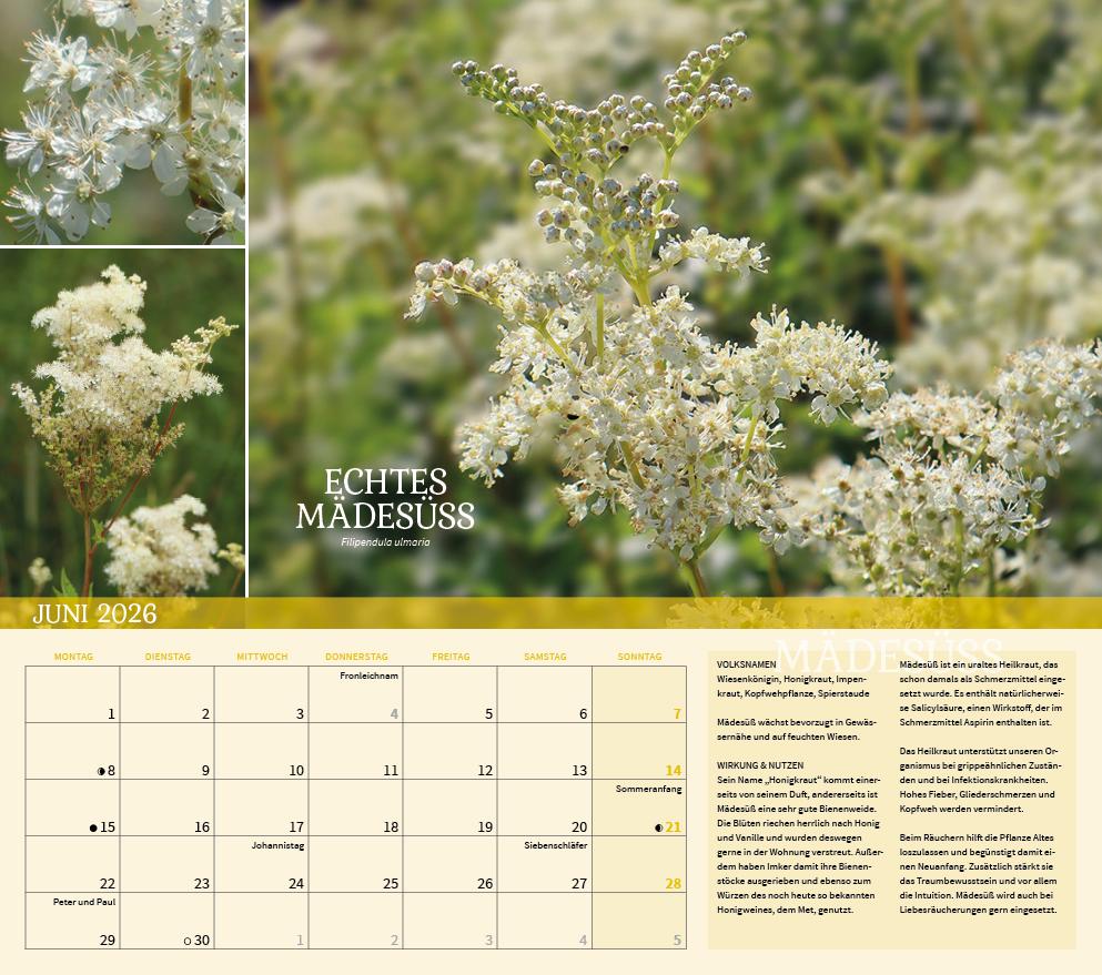 Beispielinhalt (Bild) Heilpflanzen rund um den Bodensee 2026