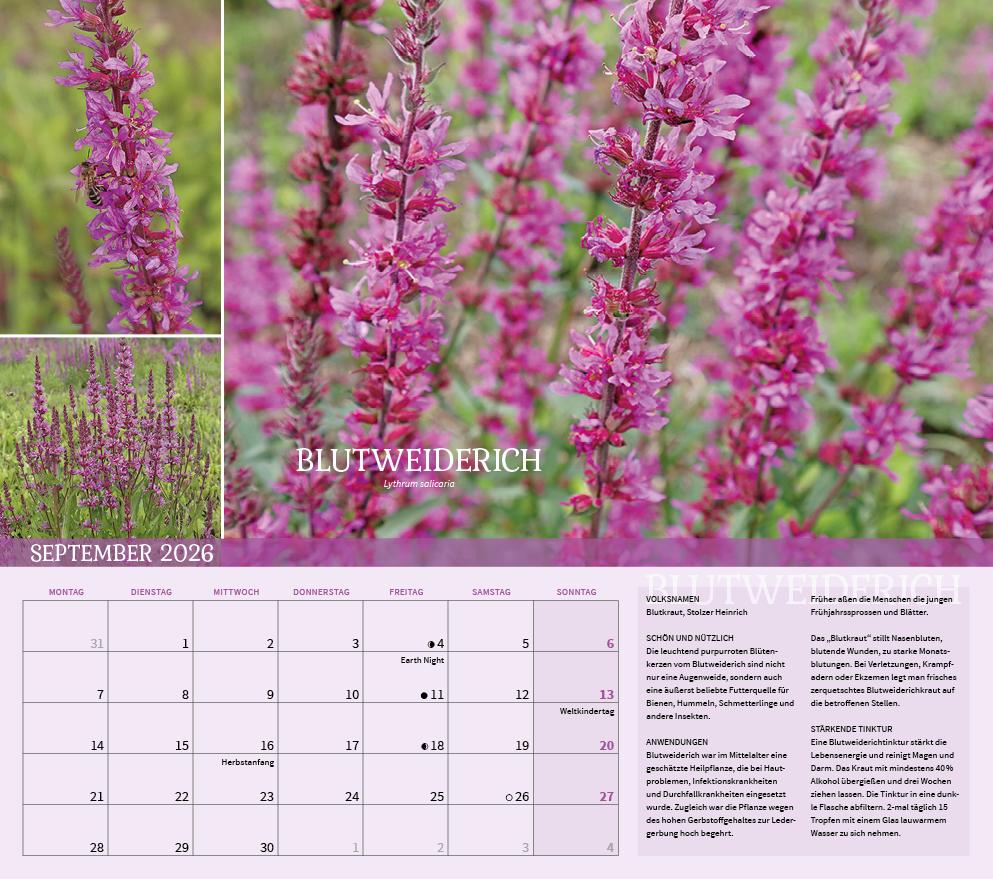 Beispielinhalt (Bild) Heilpflanzen rund um den Bodensee 2026