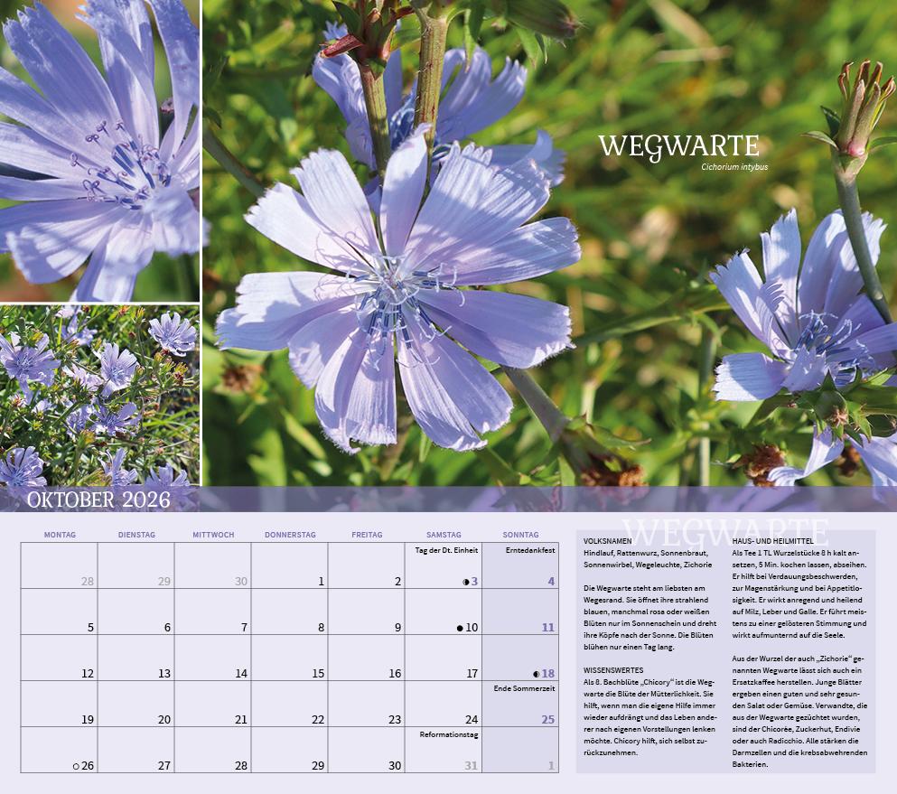 Beispielinhalt (Bild) Heilpflanzen rund um den Bodensee 2026