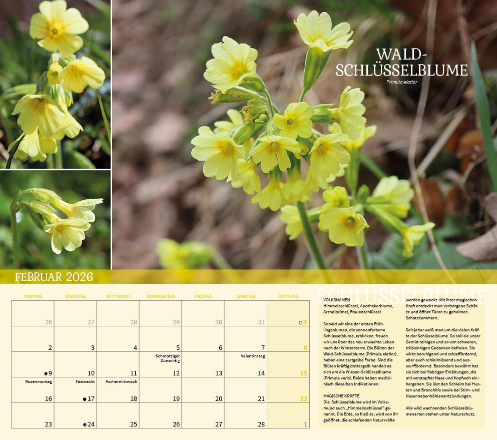 Beispielinhalt (Bild) Heilpflanzen rund um den Bodensee 2026