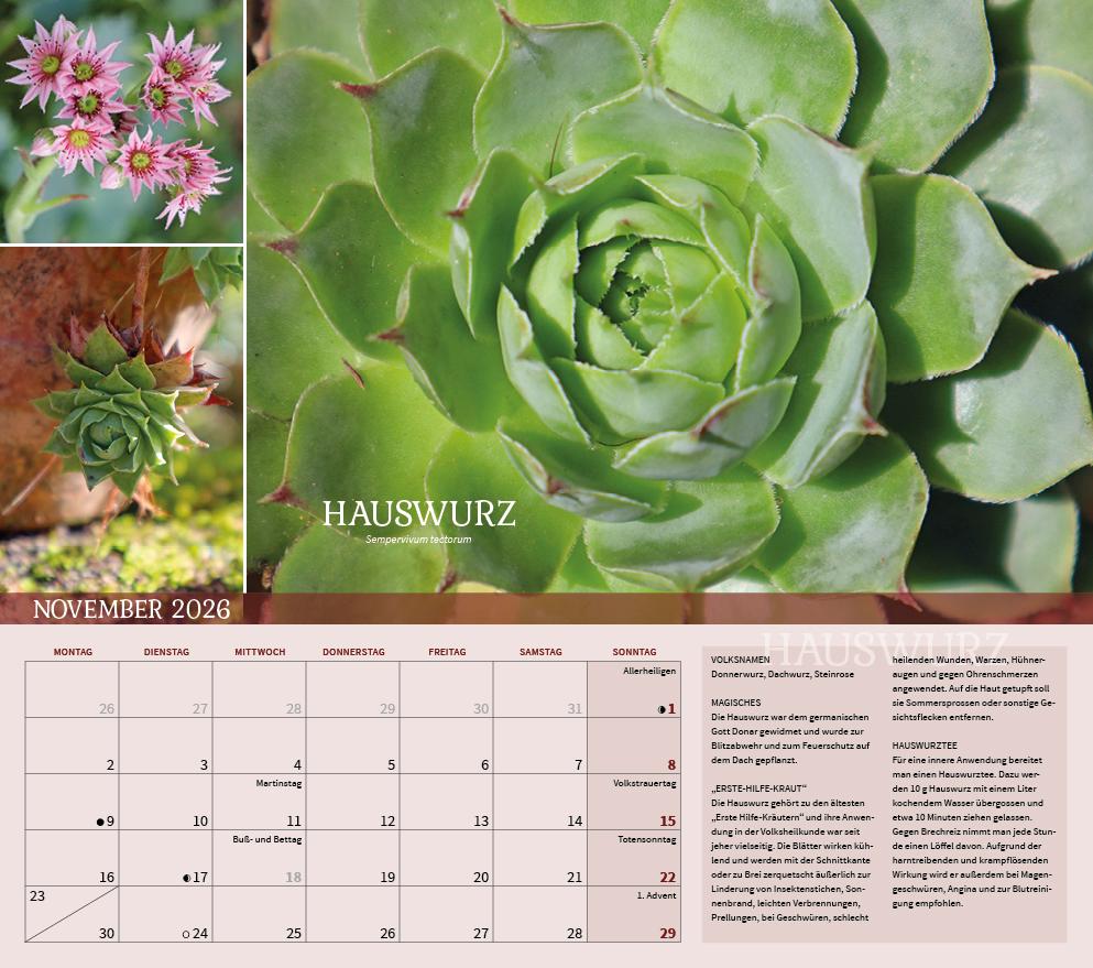 Beispielinhalt (Bild) Heilpflanzen rund um den Bodensee 2026