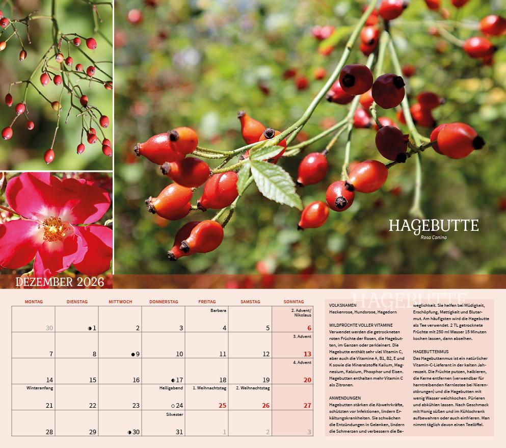 Beispielinhalt (Bild) Heilpflanzen rund um den Bodensee 2026