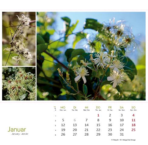 Beispielinhalt (Bild) Heilpfanzen rund um den Bodensee 2026