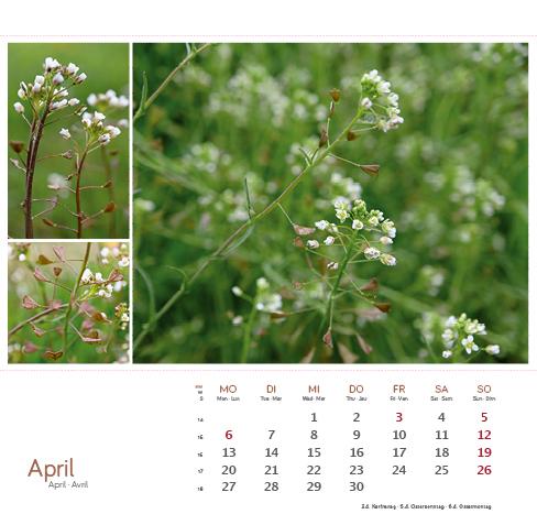 Beispielinhalt (Bild) Heilpfanzen rund um den Bodensee 2026