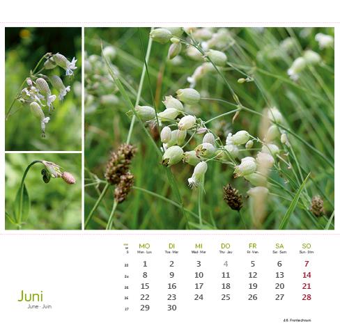 Beispielinhalt (Bild) Heilpfanzen rund um den Bodensee 2026