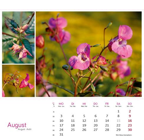 Beispielinhalt (Bild) Heilpfanzen rund um den Bodensee 2026