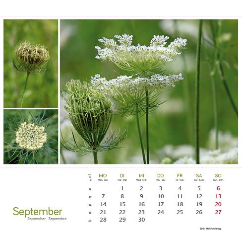 Beispielinhalt (Bild) Heilpfanzen rund um den Bodensee 2026