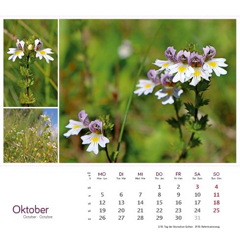 Beispielinhalt (Bild) Heilpfanzen rund um den Bodensee 2026