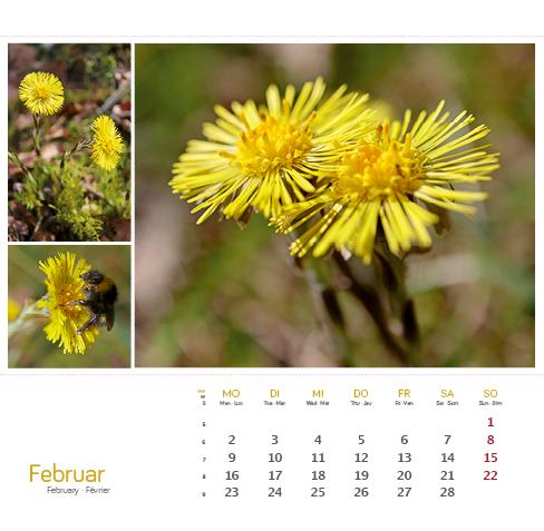 Beispielinhalt (Bild) Heilpfanzen rund um den Bodensee 2026