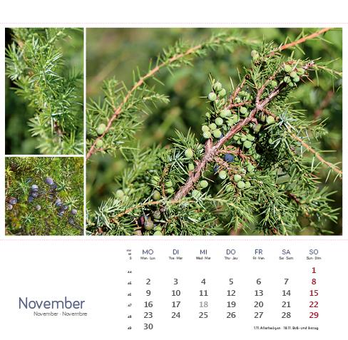 Beispielinhalt (Bild) Heilpfanzen rund um den Bodensee 2026