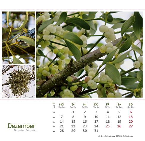 Beispielinhalt (Bild) Heilpfanzen rund um den Bodensee 2026