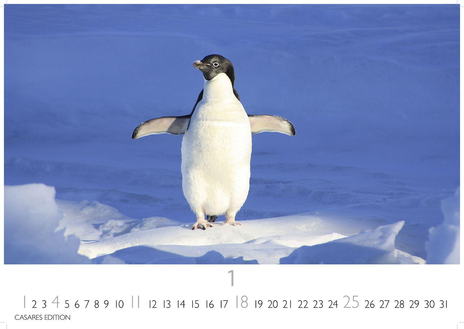 Beispielinhalt (Bild) Pinguine Kalender 2026 - Wandkalender | Fotokalender Tierkalender 24x35cm | . mit niedlichen Pinguin-Motiven im antarktischen Lebensraum.