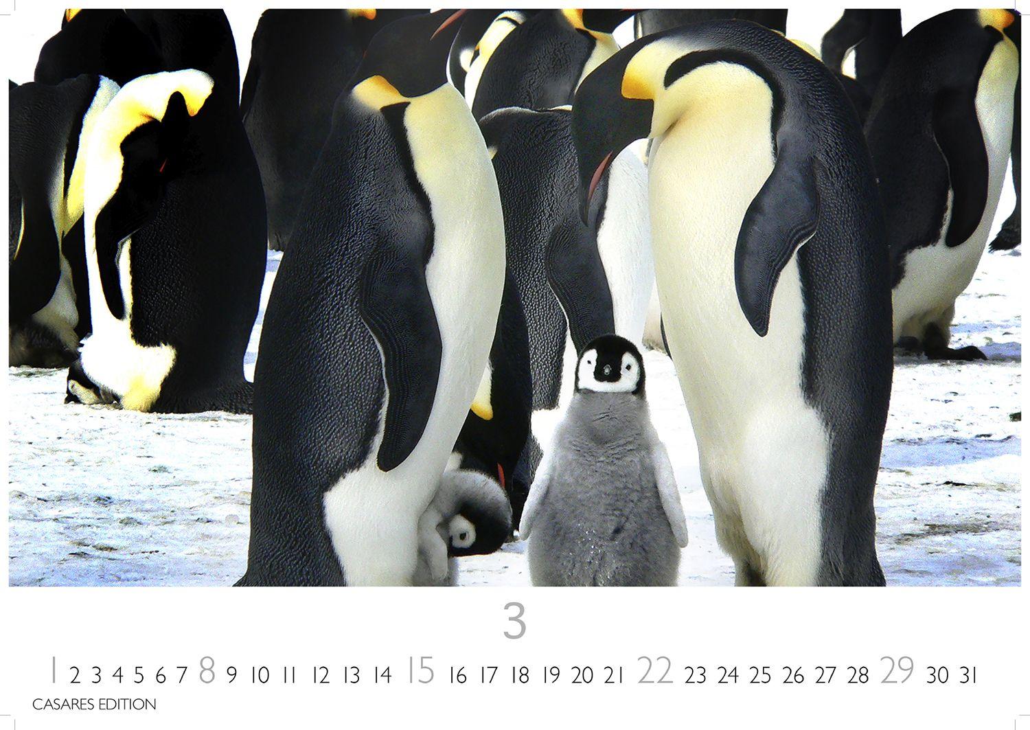 Beispielinhalt (Bild) Pinguine Kalender 2026 - Wandkalender | Fotokalender Tierkalender 24x35cm | . mit niedlichen Pinguin-Motiven im antarktischen Lebensraum.
