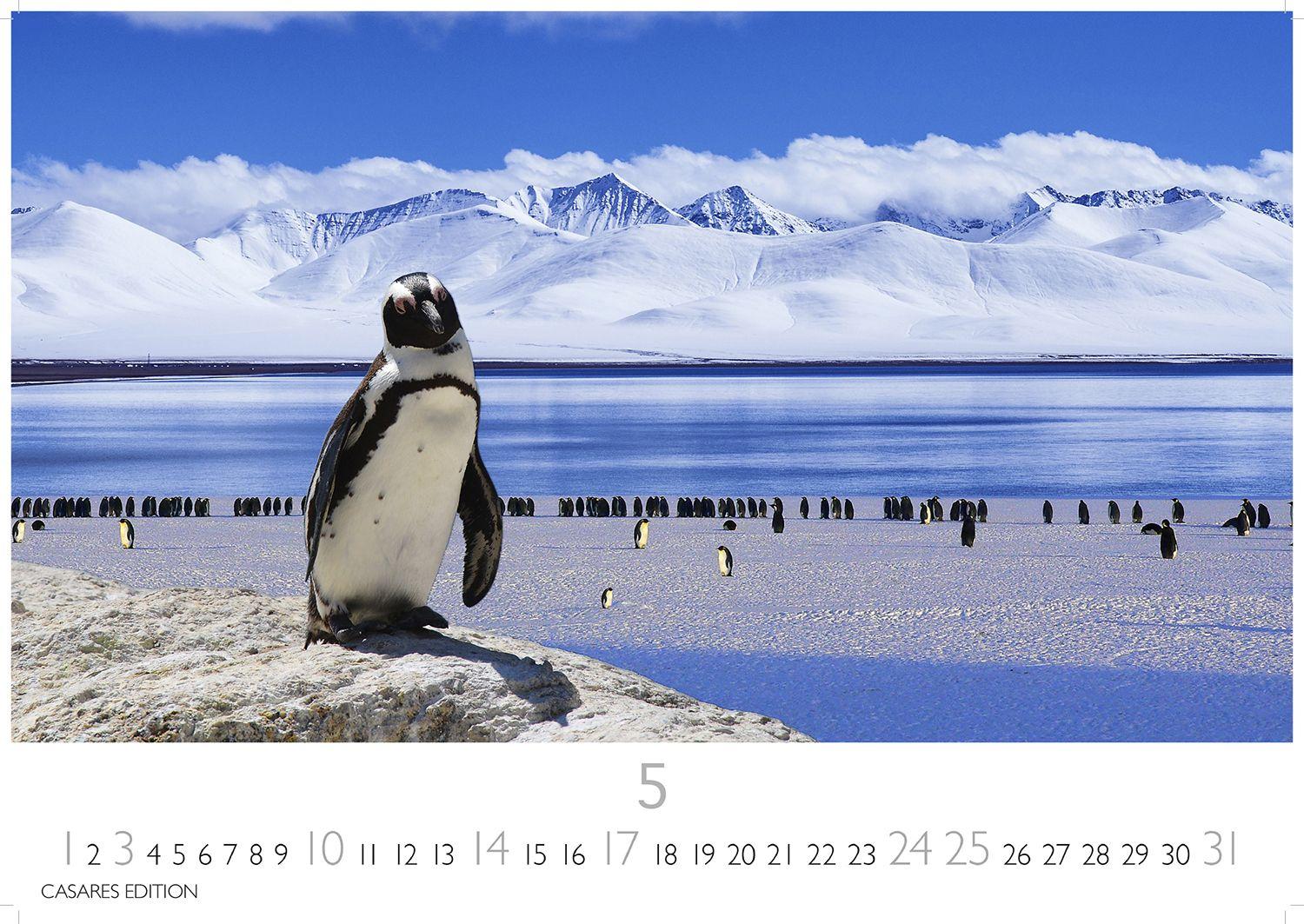 Beispielinhalt (Bild) Pinguine Kalender 2026 - Wandkalender | Fotokalender Tierkalender 24x35cm | . mit niedlichen Pinguin-Motiven im antarktischen Lebensraum.