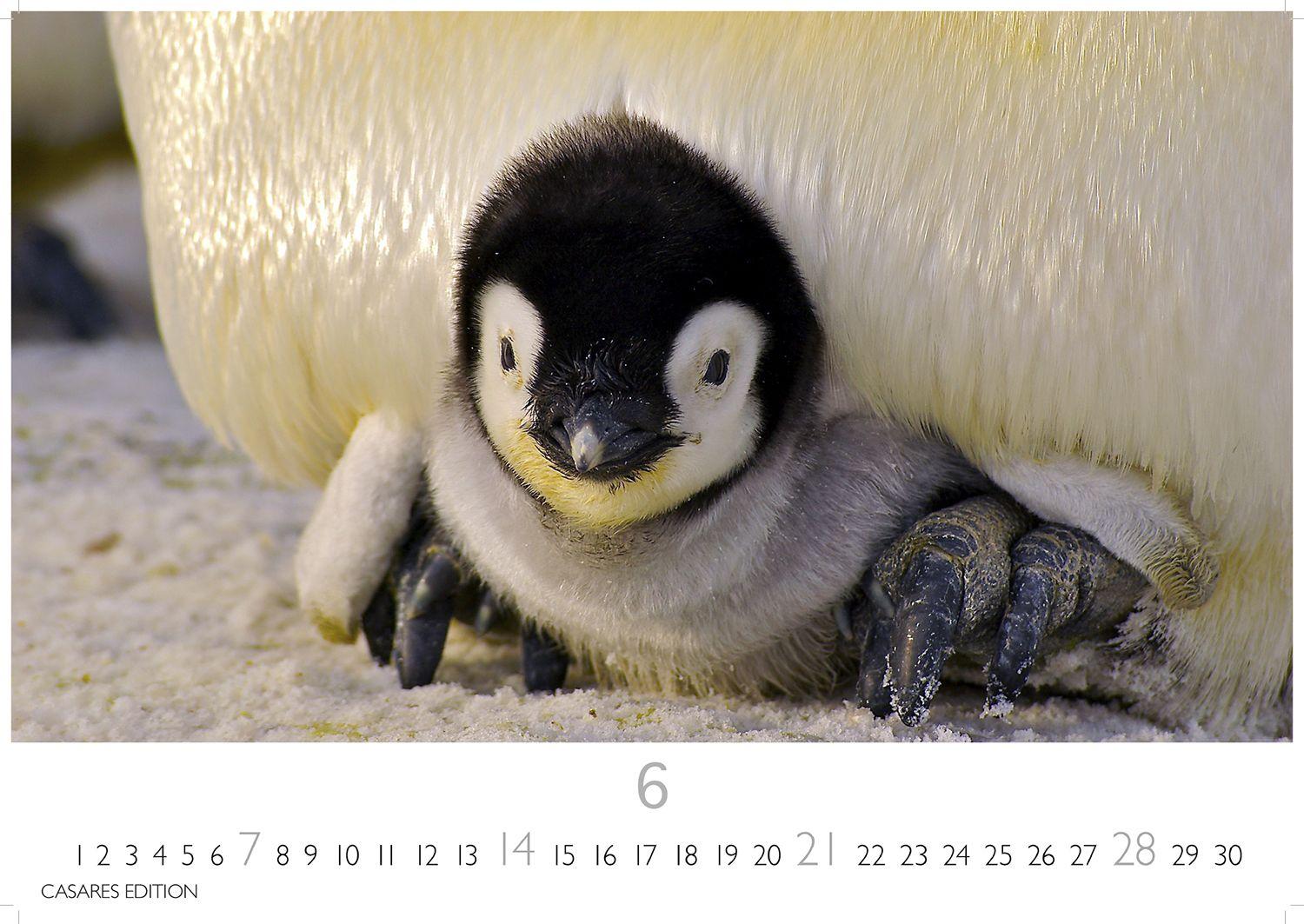 Beispielinhalt (Bild) Pinguine Kalender 2026 - Wandkalender | Fotokalender Tierkalender 24x35cm | . mit niedlichen Pinguin-Motiven im antarktischen Lebensraum.
